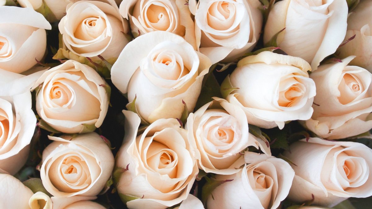 Роза кремовая