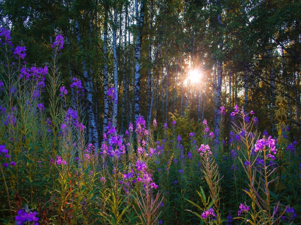 Иван-чай узколистный