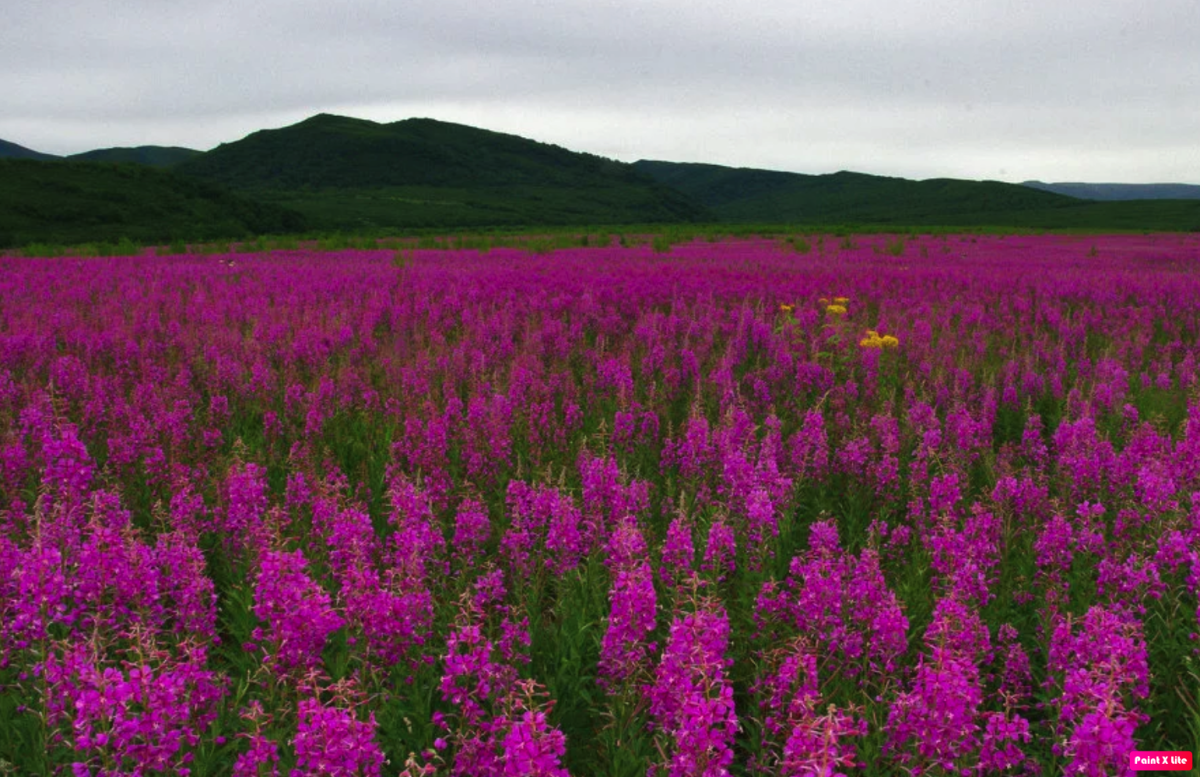 Иван чай Магадан