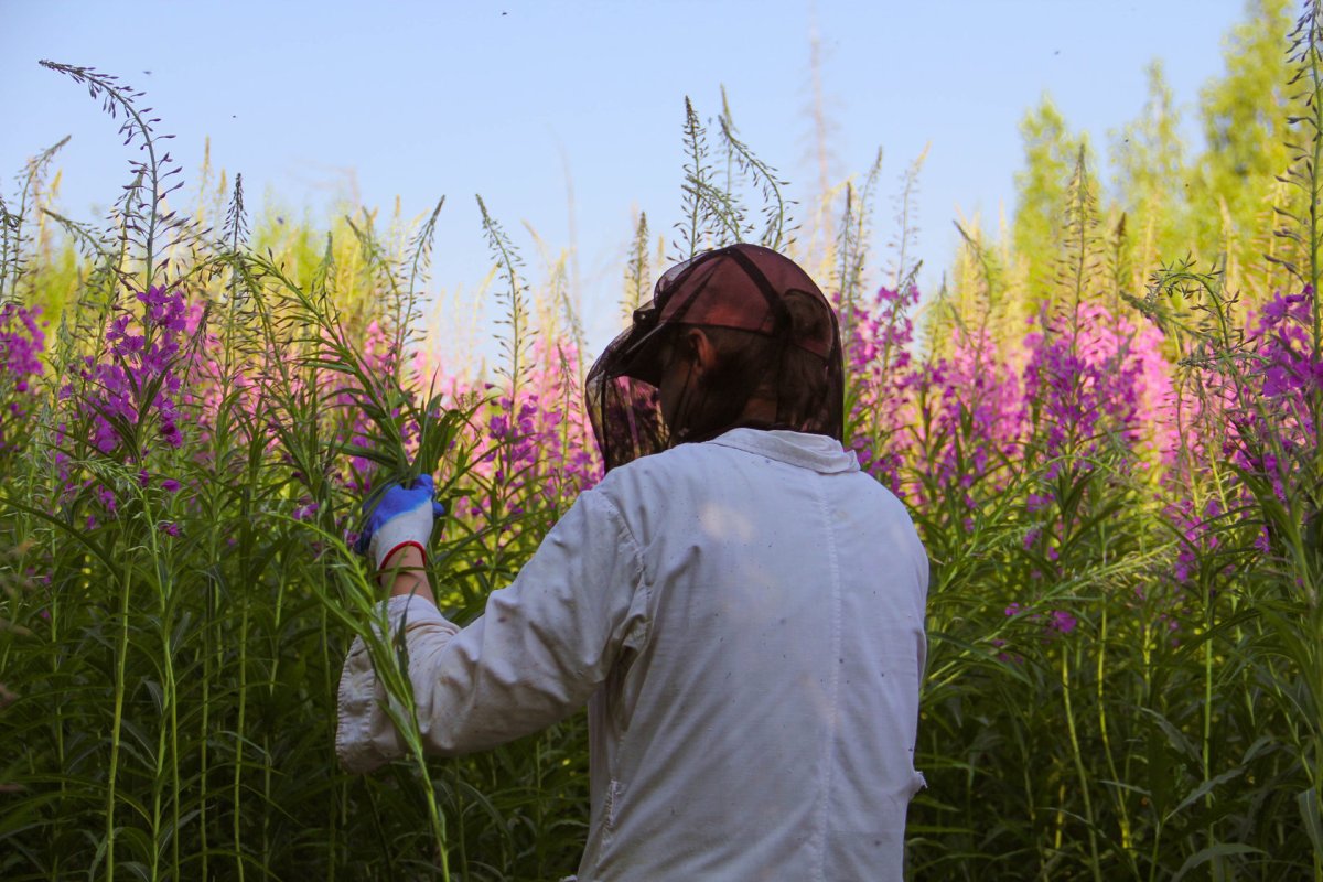 Иван чай стебель