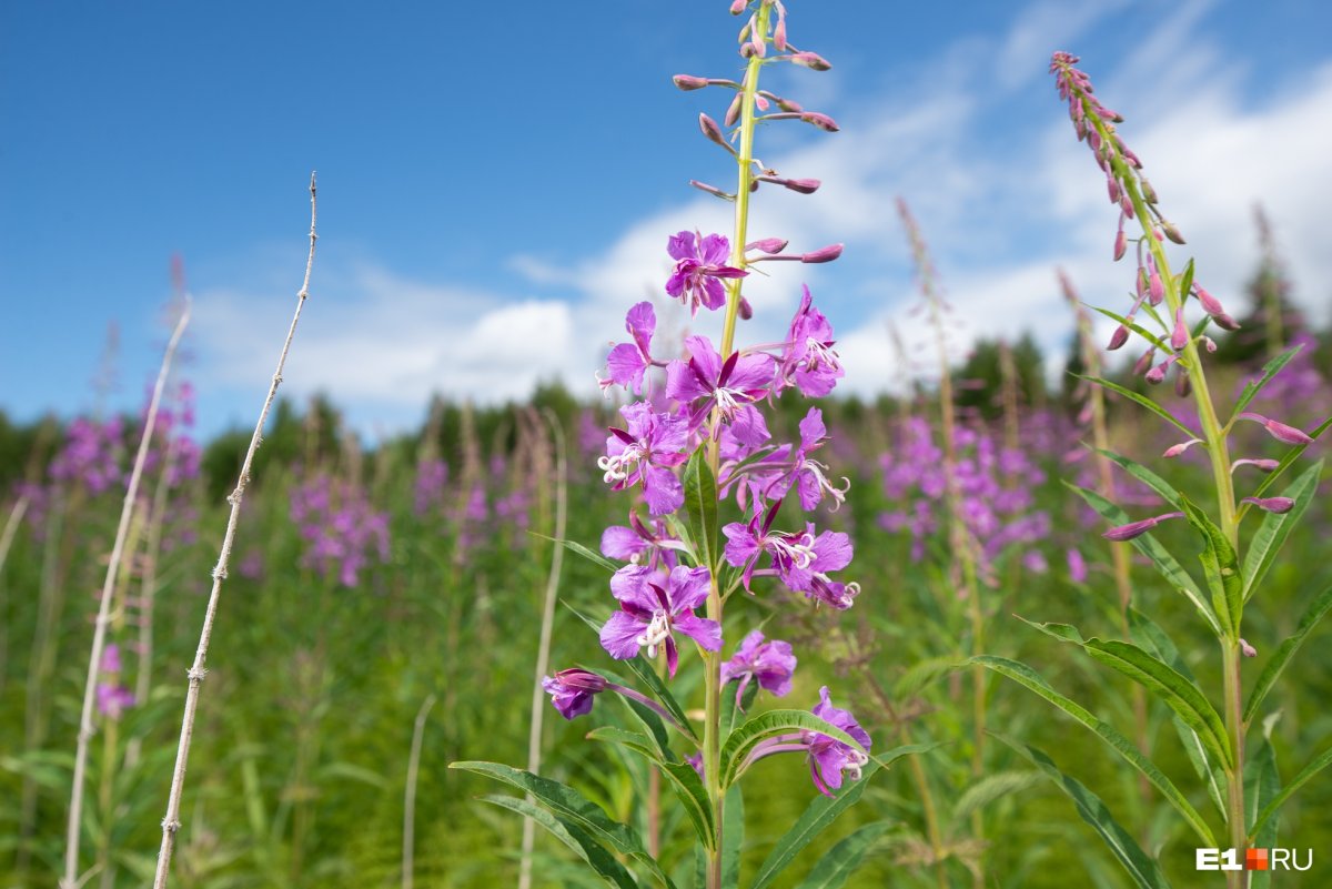 Иван-чай узколистный