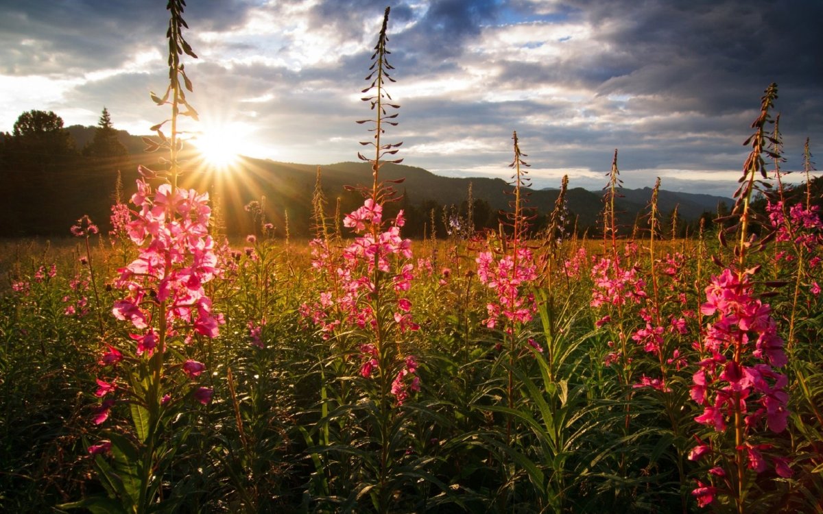 Кипрей горный