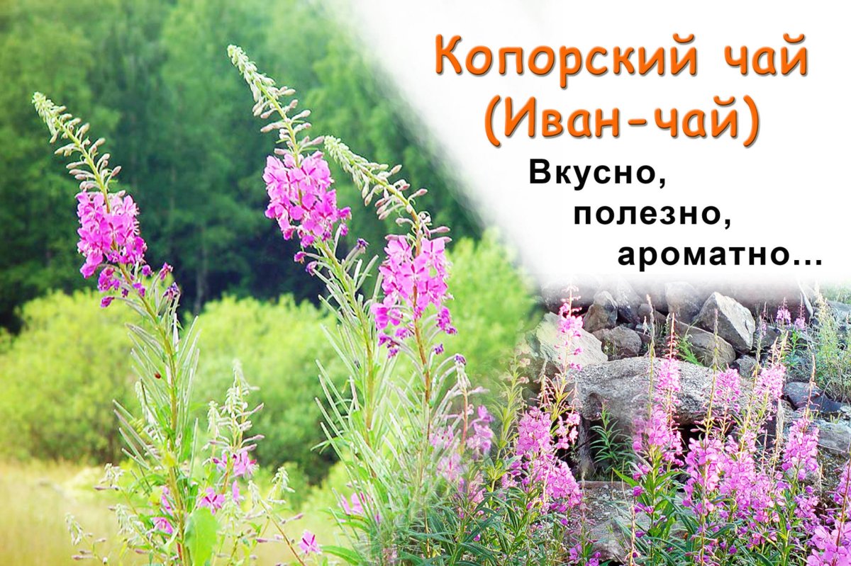 Копорский чай картинки прикольные