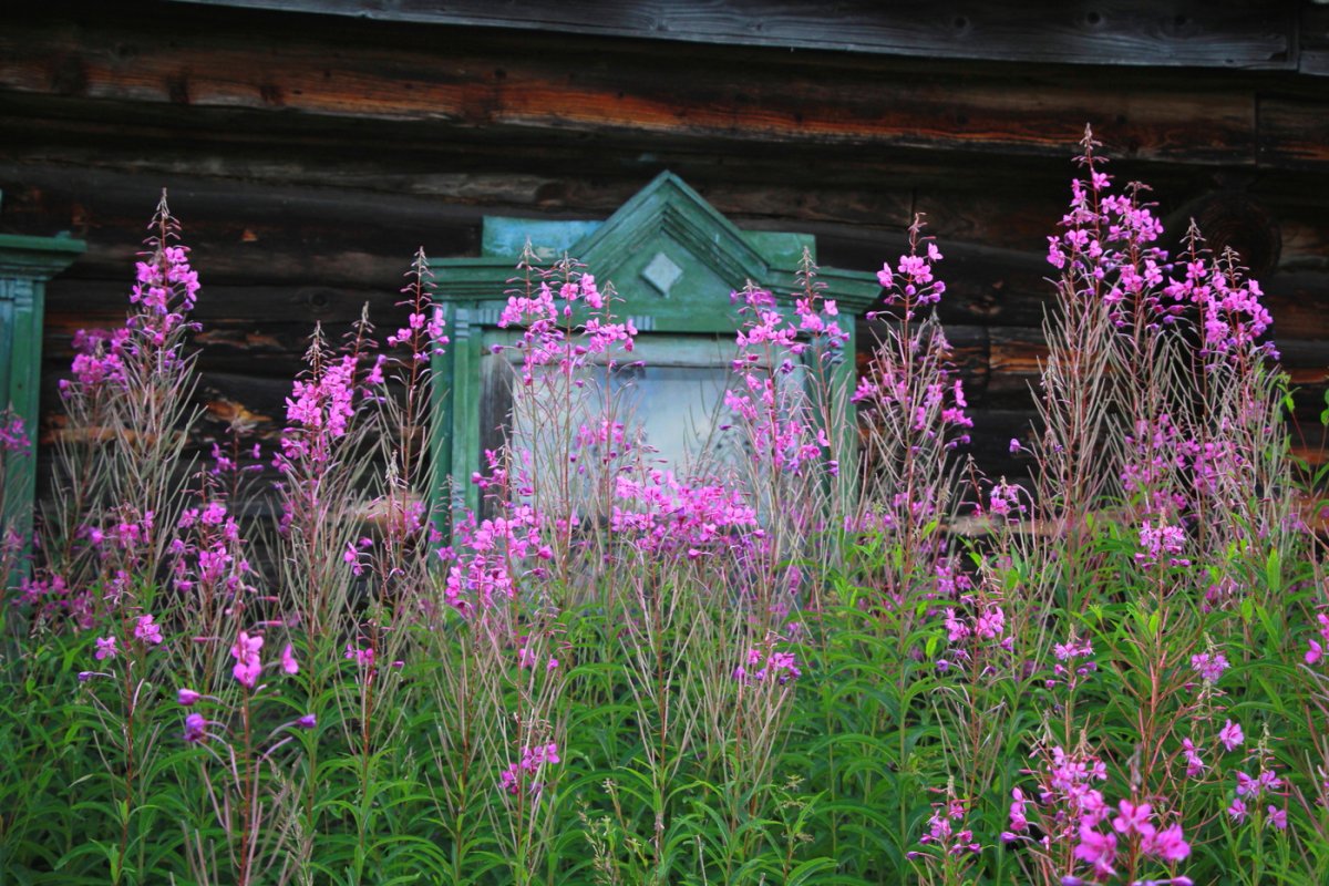 Иван чай деревня