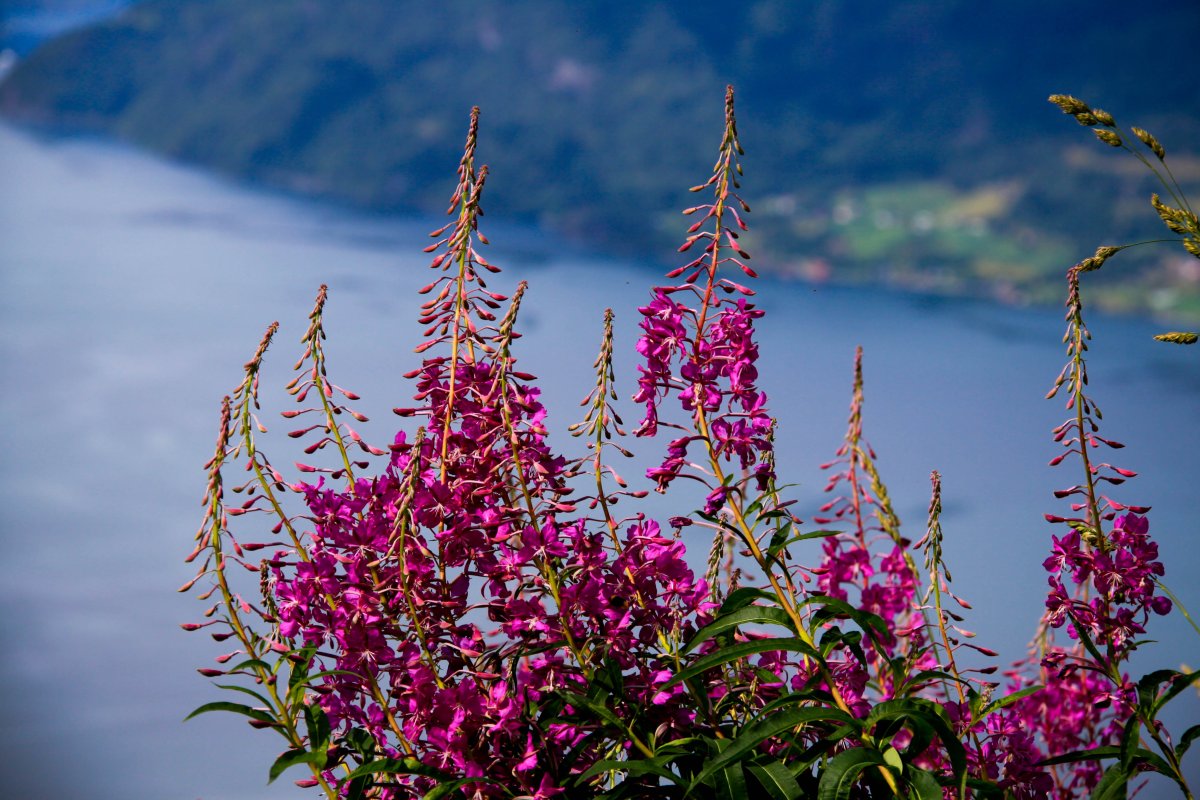 Целебный Иван-чай