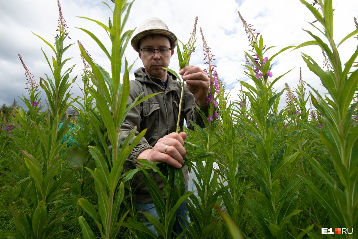 Иван чай образ жизни