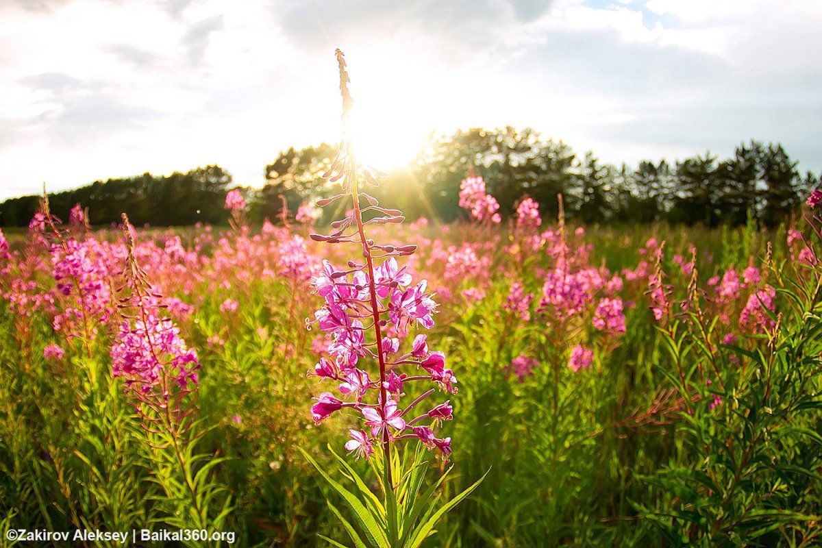 Наклейка Иван чай ферментированный