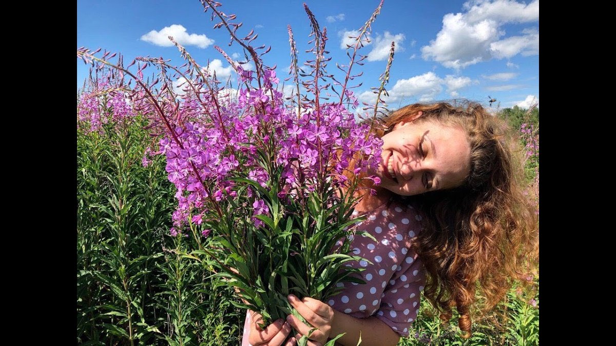 Иван-чай (кипрей) напиток