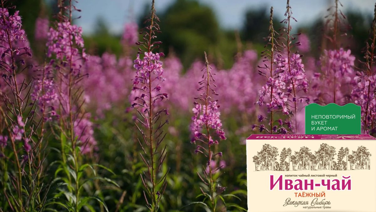 Сбор Иван чая