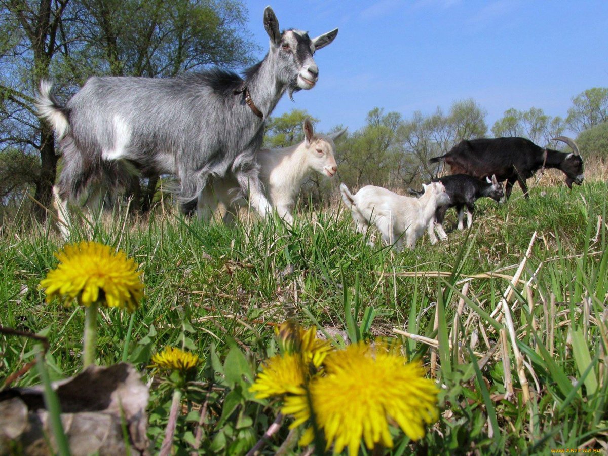 Коза с козлятами Веретенникова