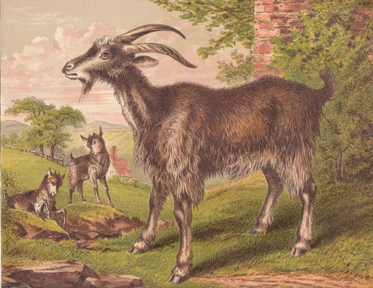 Сказочный козлик