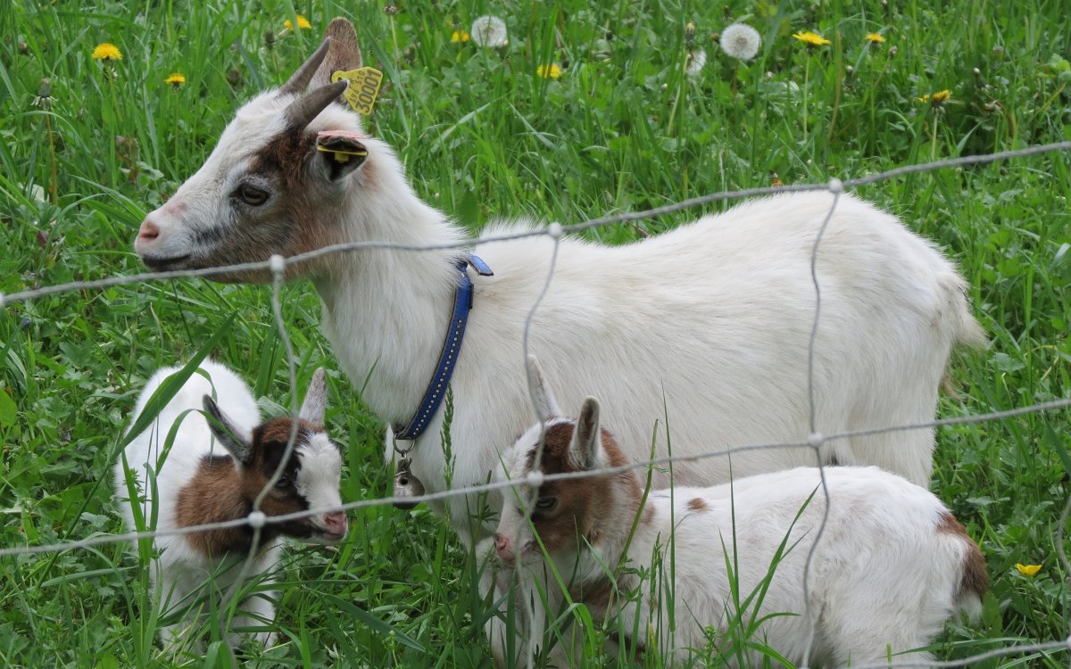 Коза с козлятами для детей