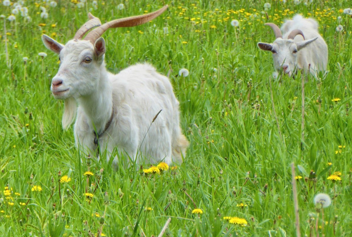 Корова с теленком для детей