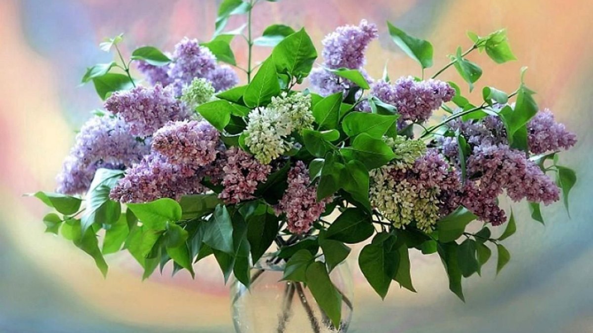 Букет сирени с днем рождения