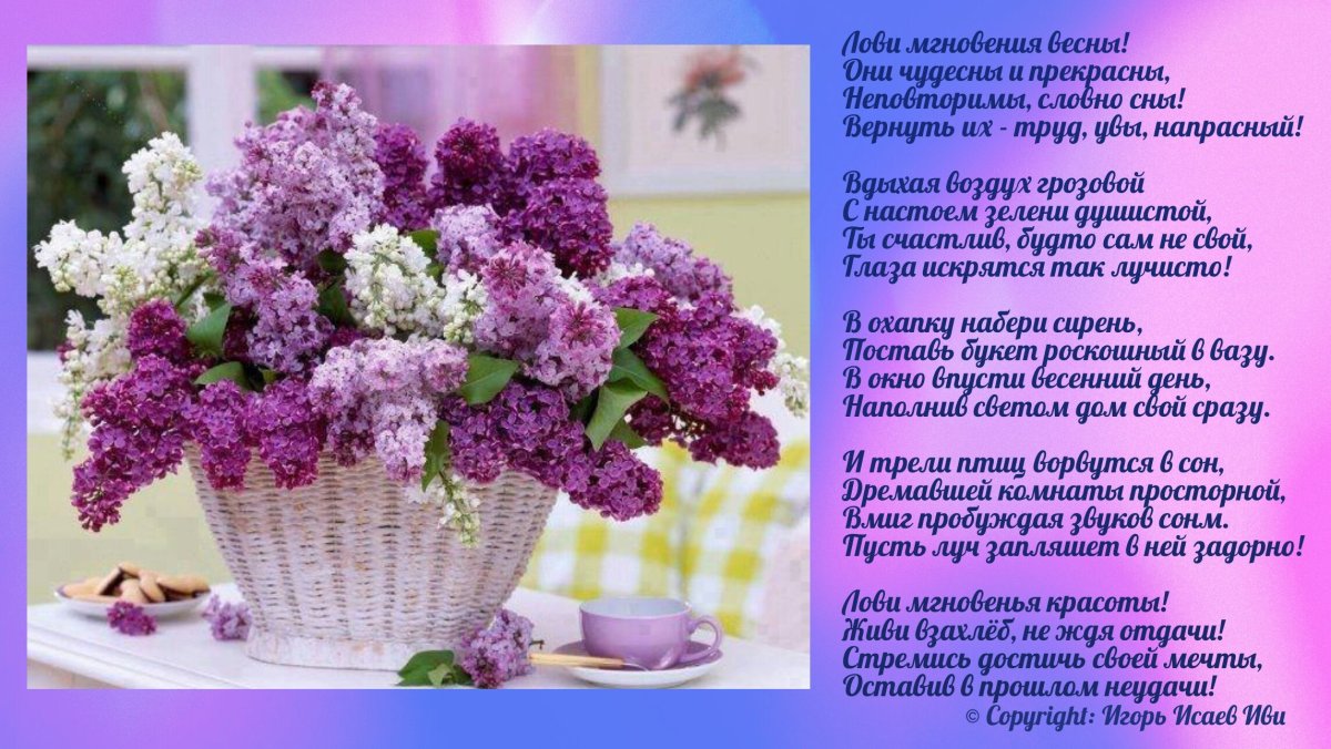 Сирень Анри Робер