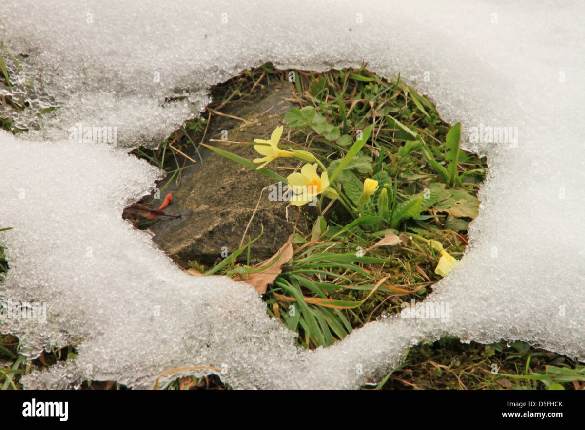 Весенняя земля, проталины, снег