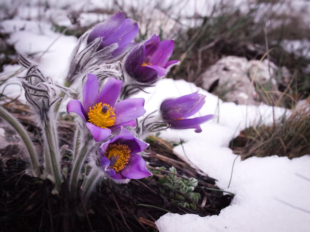 Весна проталины подснежники природа