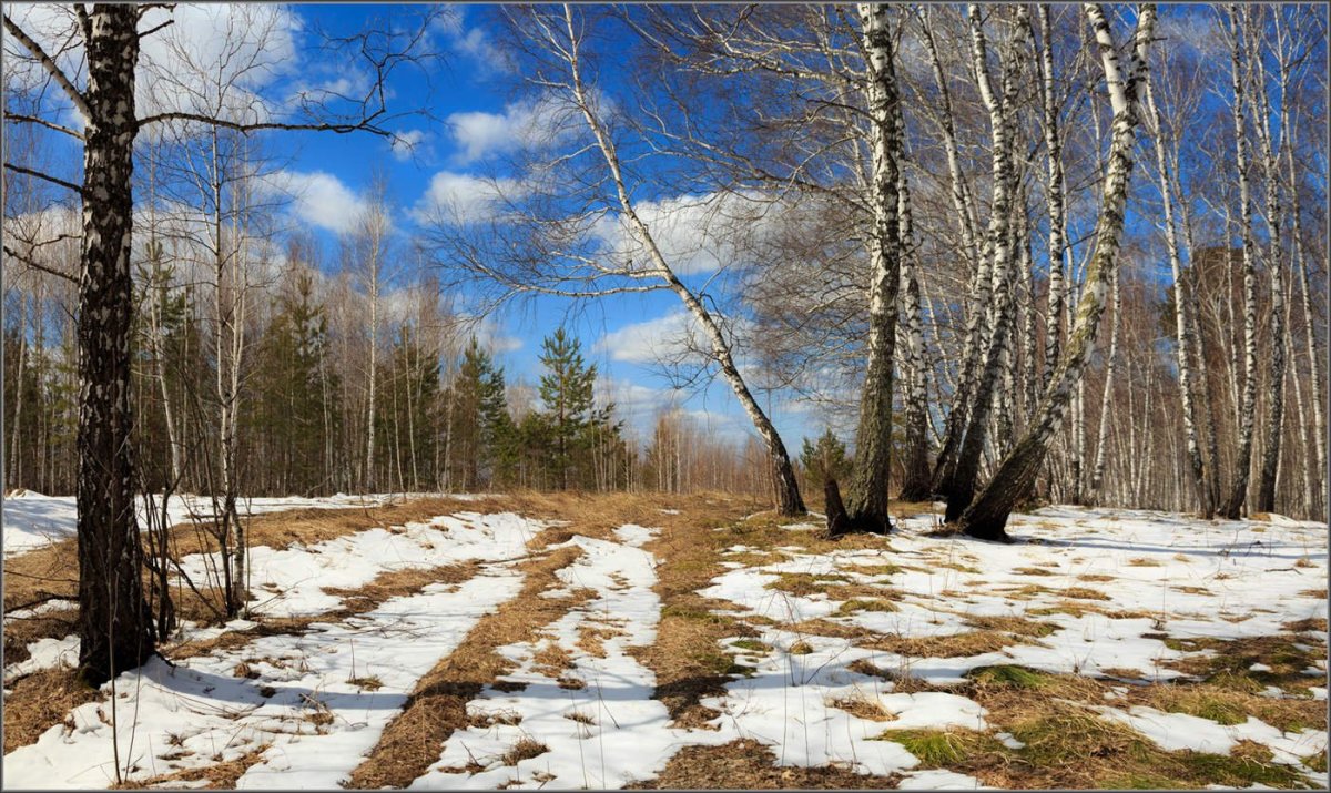 Подснежник белоцветник весенний снег