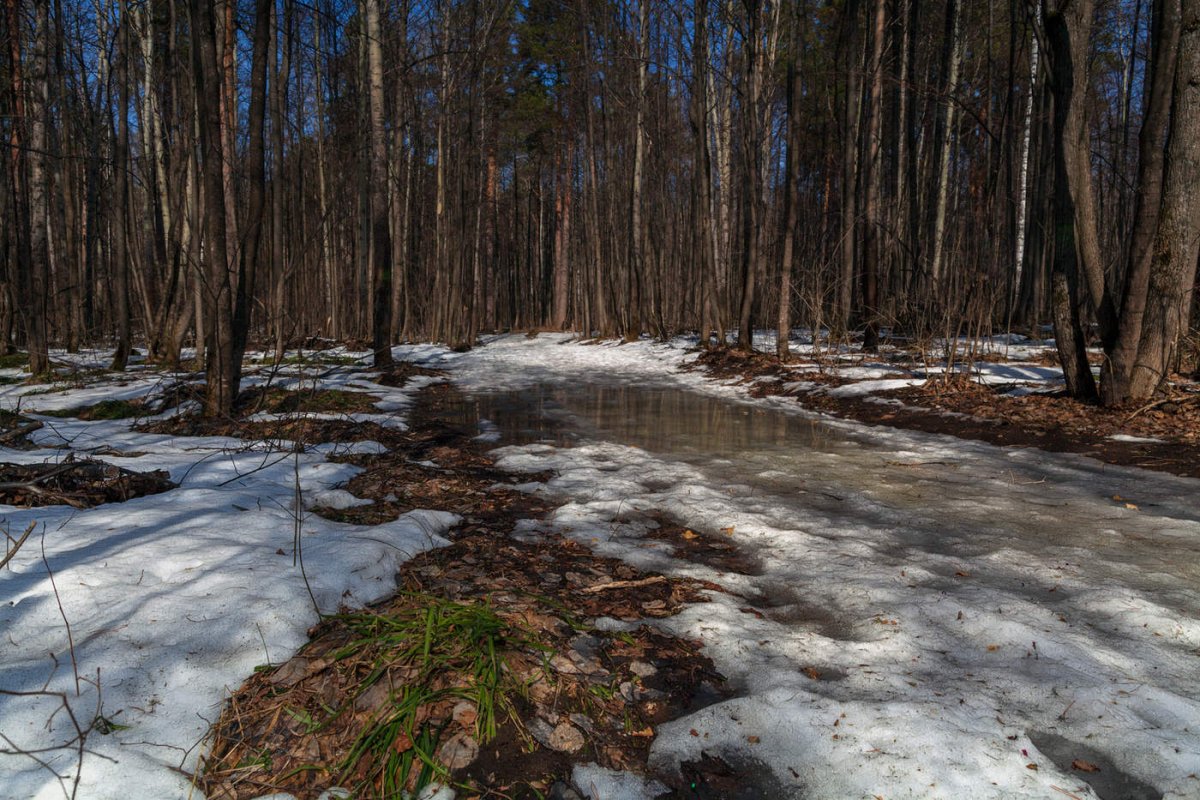Первые проталинки первая трава