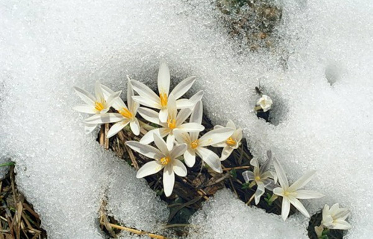 Весна проталины подснежники природа