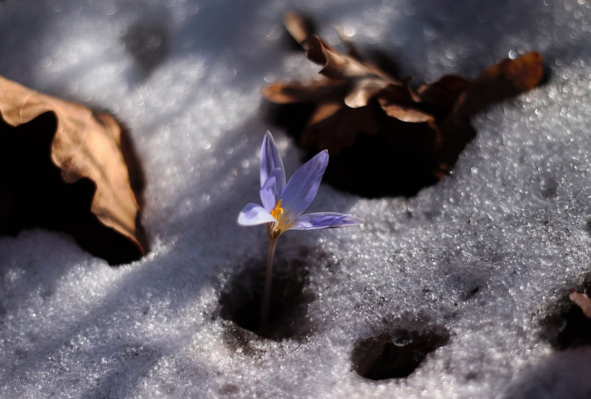 Байчечекей гулу орусча