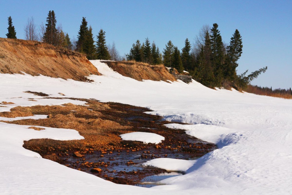 Лесная проталина