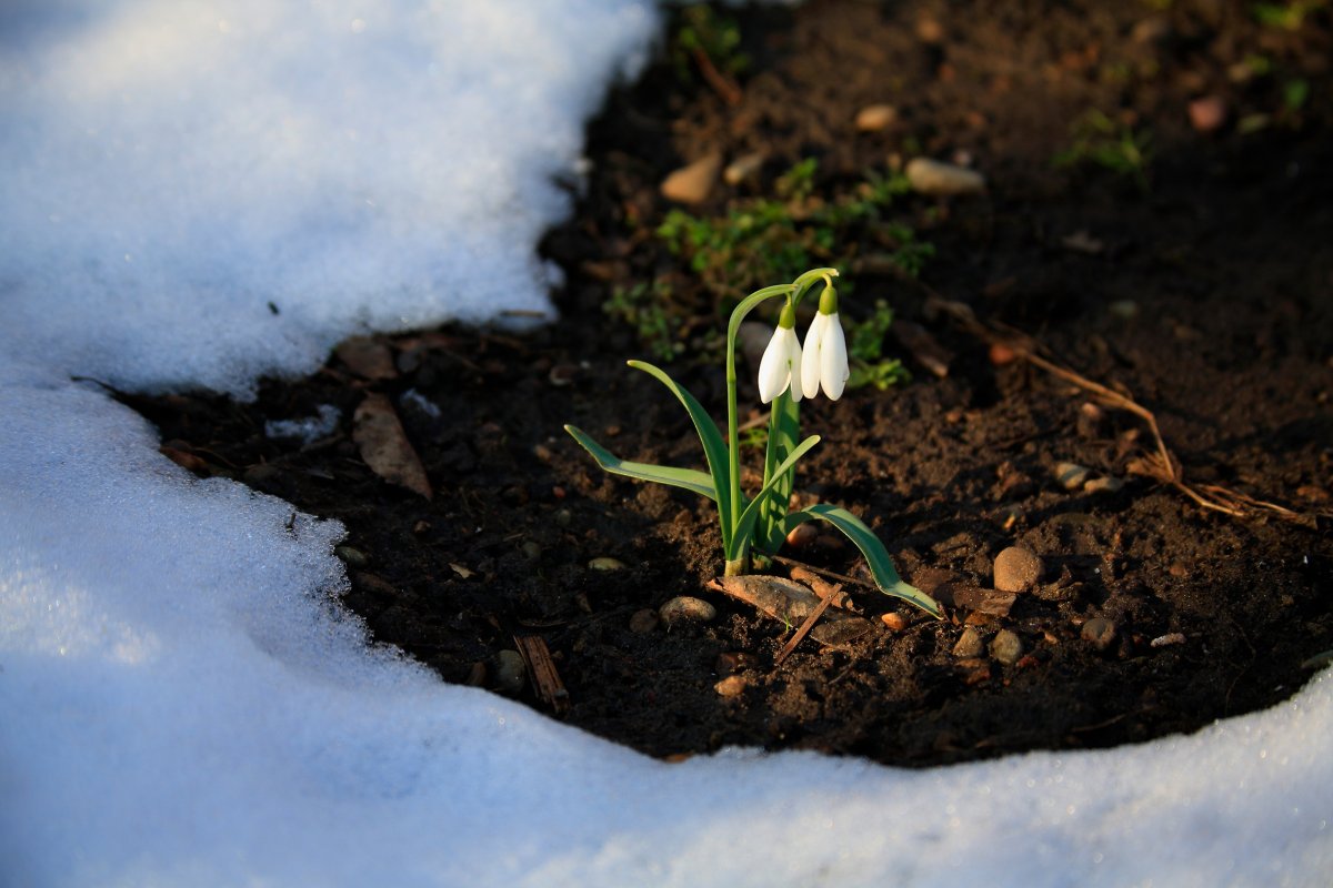 Береза ранней весной