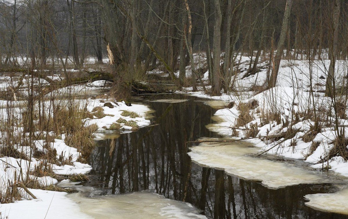 Природа ранней весной