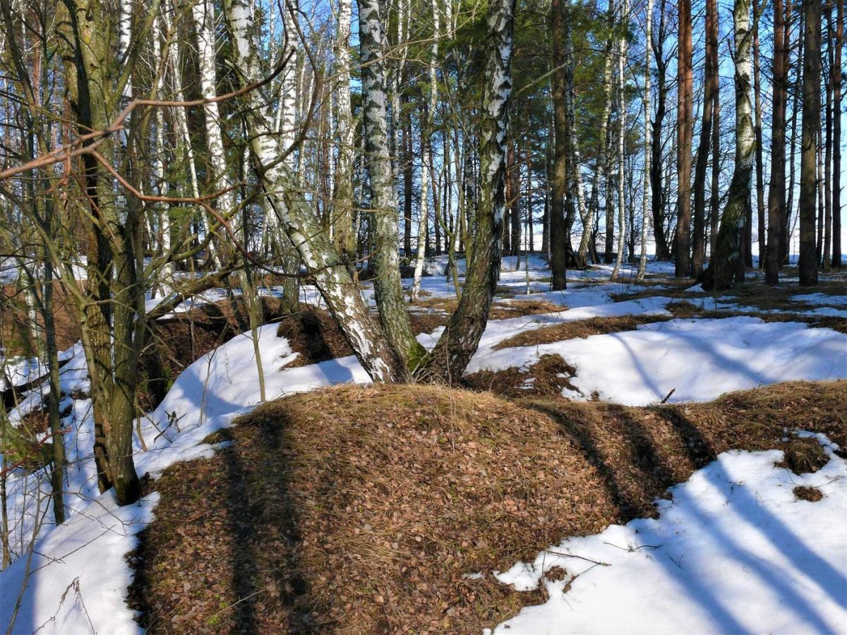Подснежники мультяшные