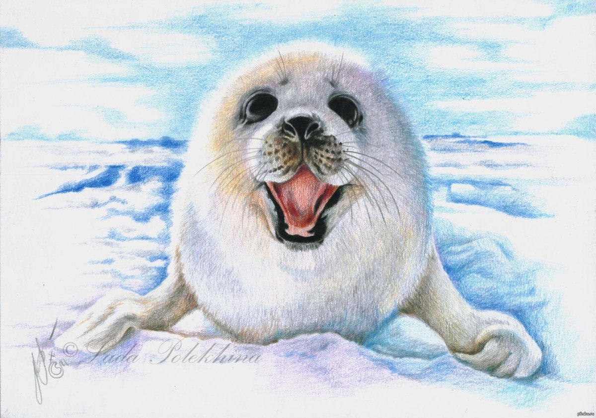 Чевостик Арктика и Антарктика