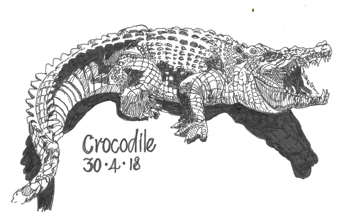 Тату крокодил эскизы