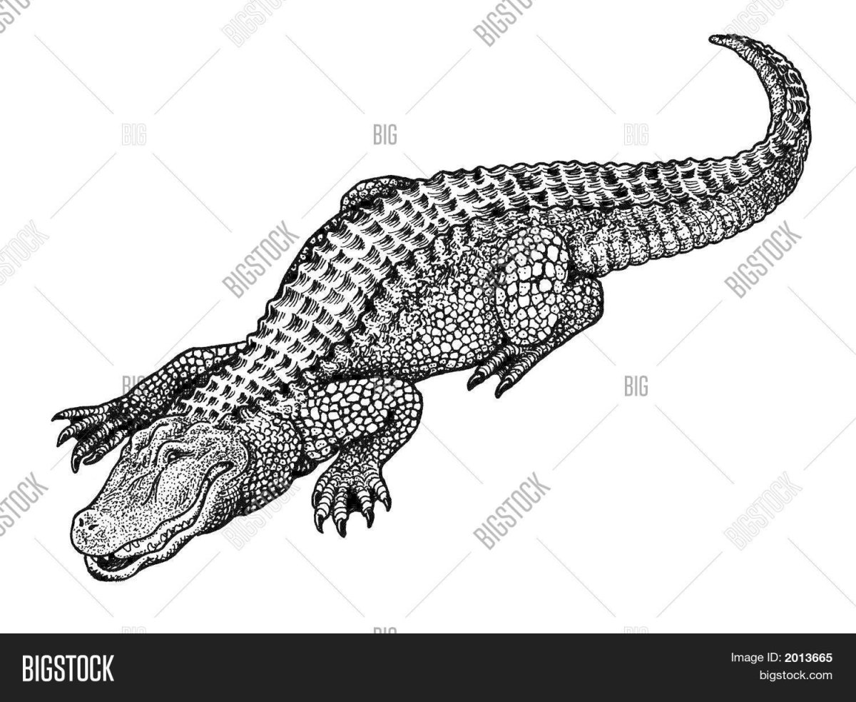 Черно-белая Графика крокодил