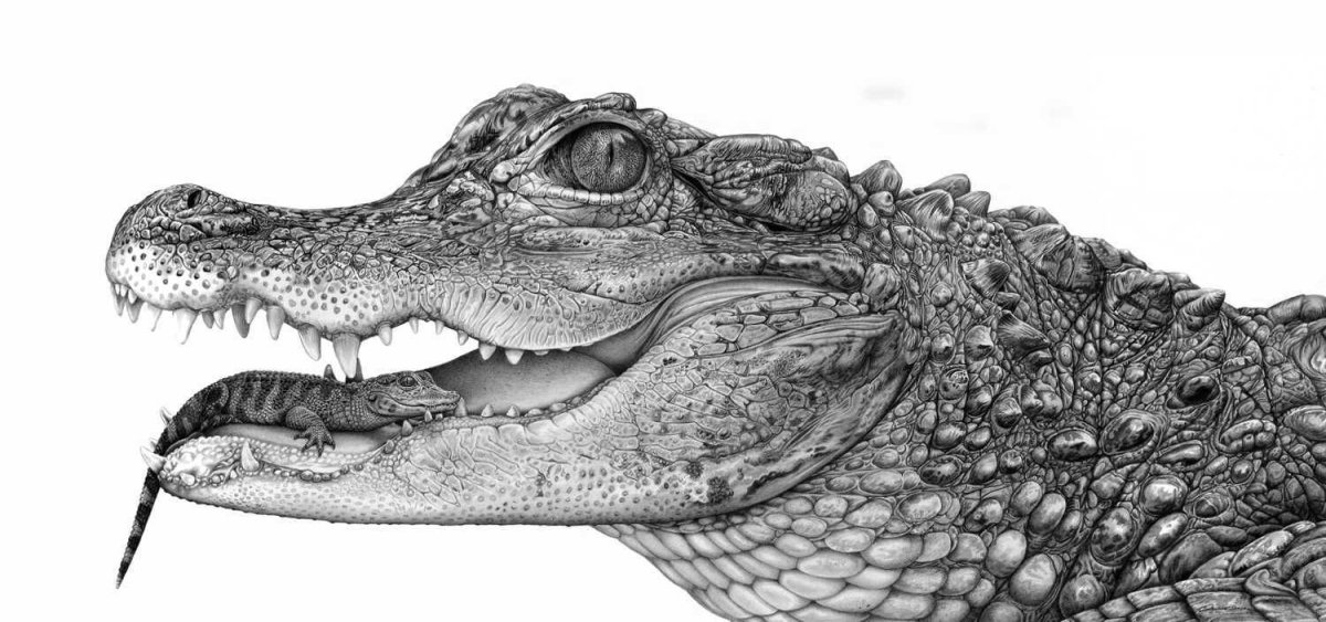 Крокодил карандашом