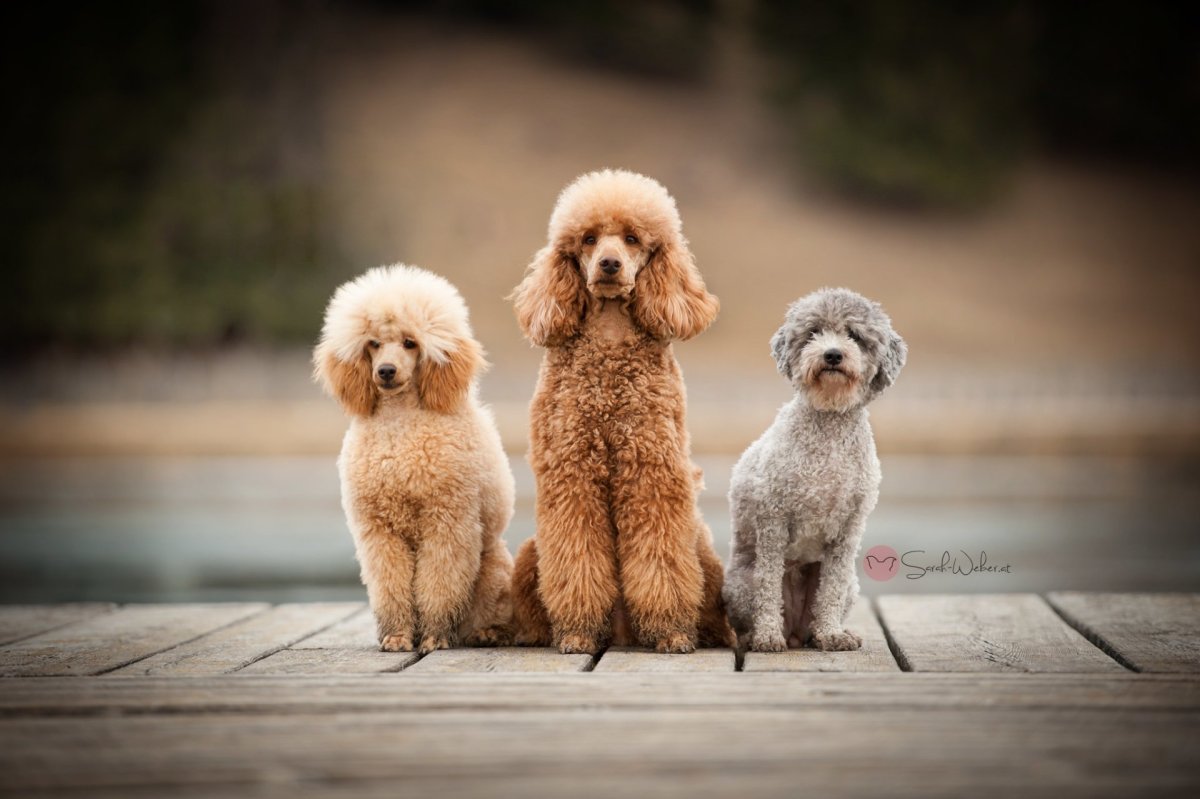 Пудель карликовый малый той и Королевский