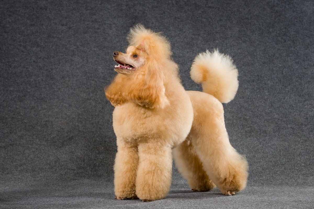 Карликовый Королевский пудель