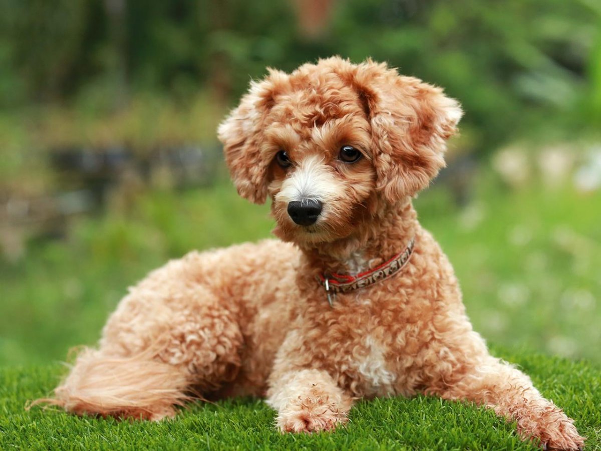 Мальтипу Браун