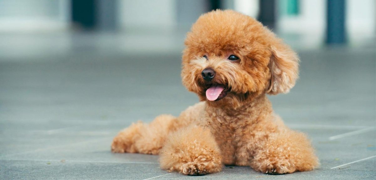 Пудель карликовый золотистый