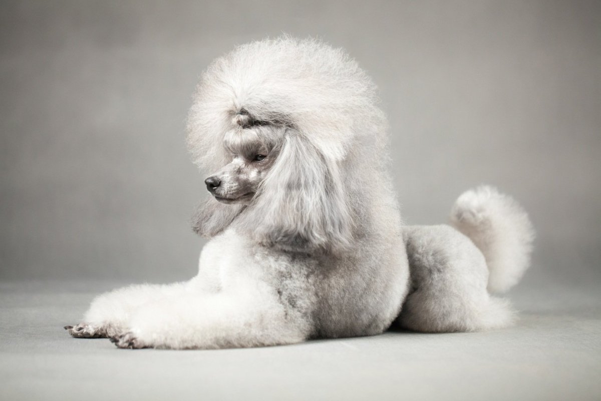 Пудель Арто