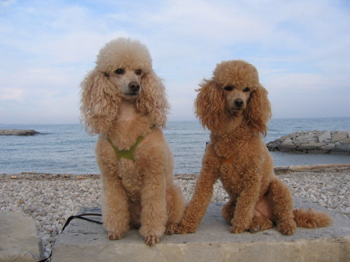 Карликовый пудель рыжий