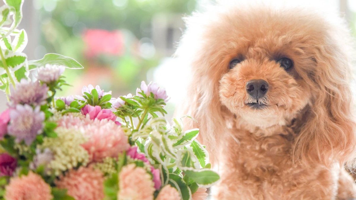 Карликовый пудель персиковый