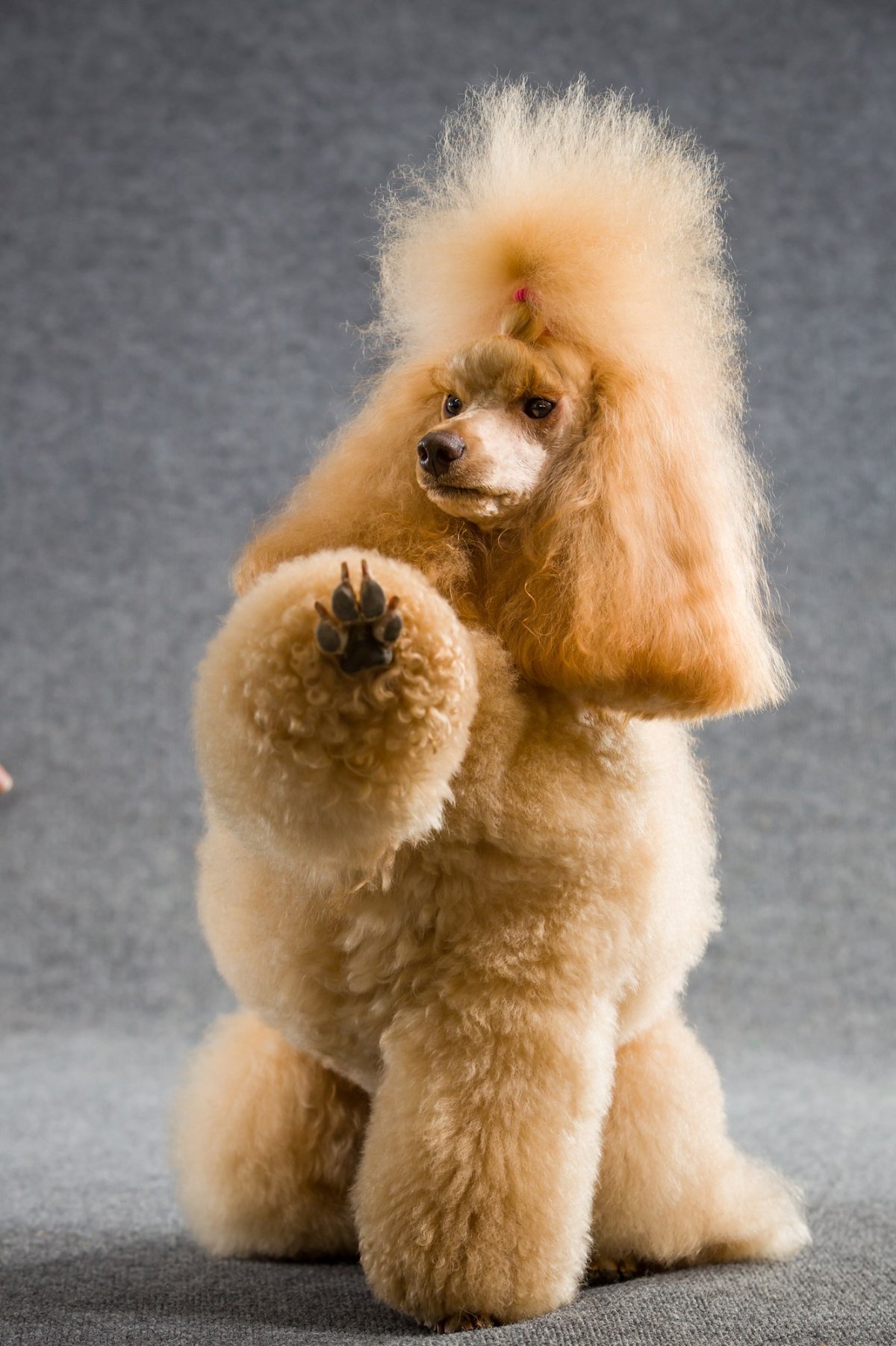 Карликовый Королевский пудель