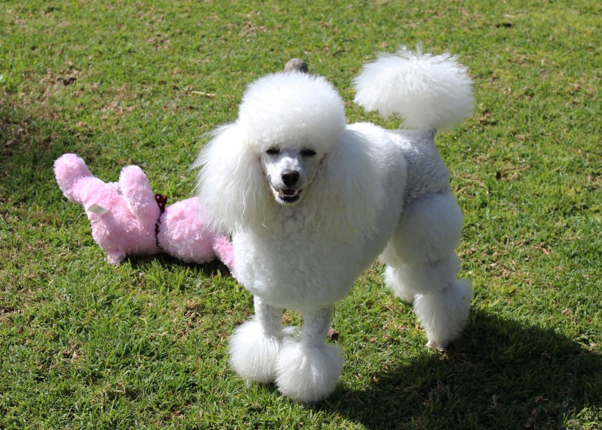 Той пудель ред Браун