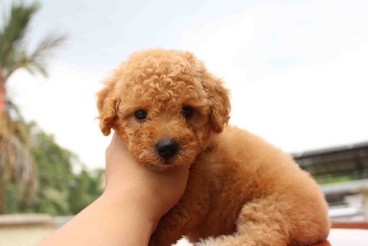 Той пудель рыжий