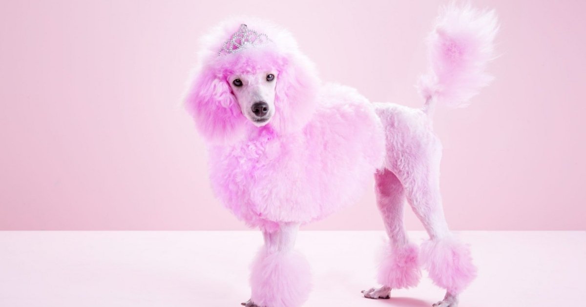 Шотландский пудель