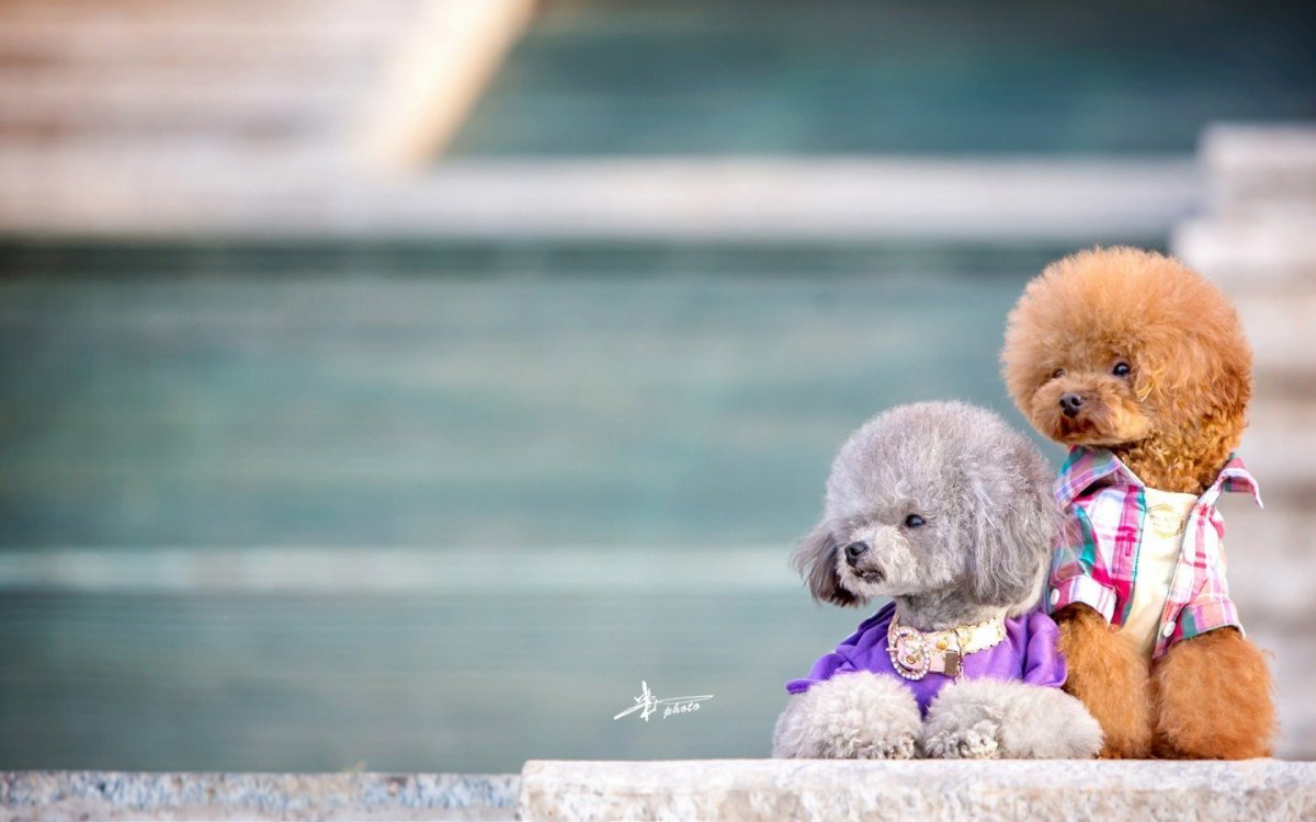 Пудель Бишон