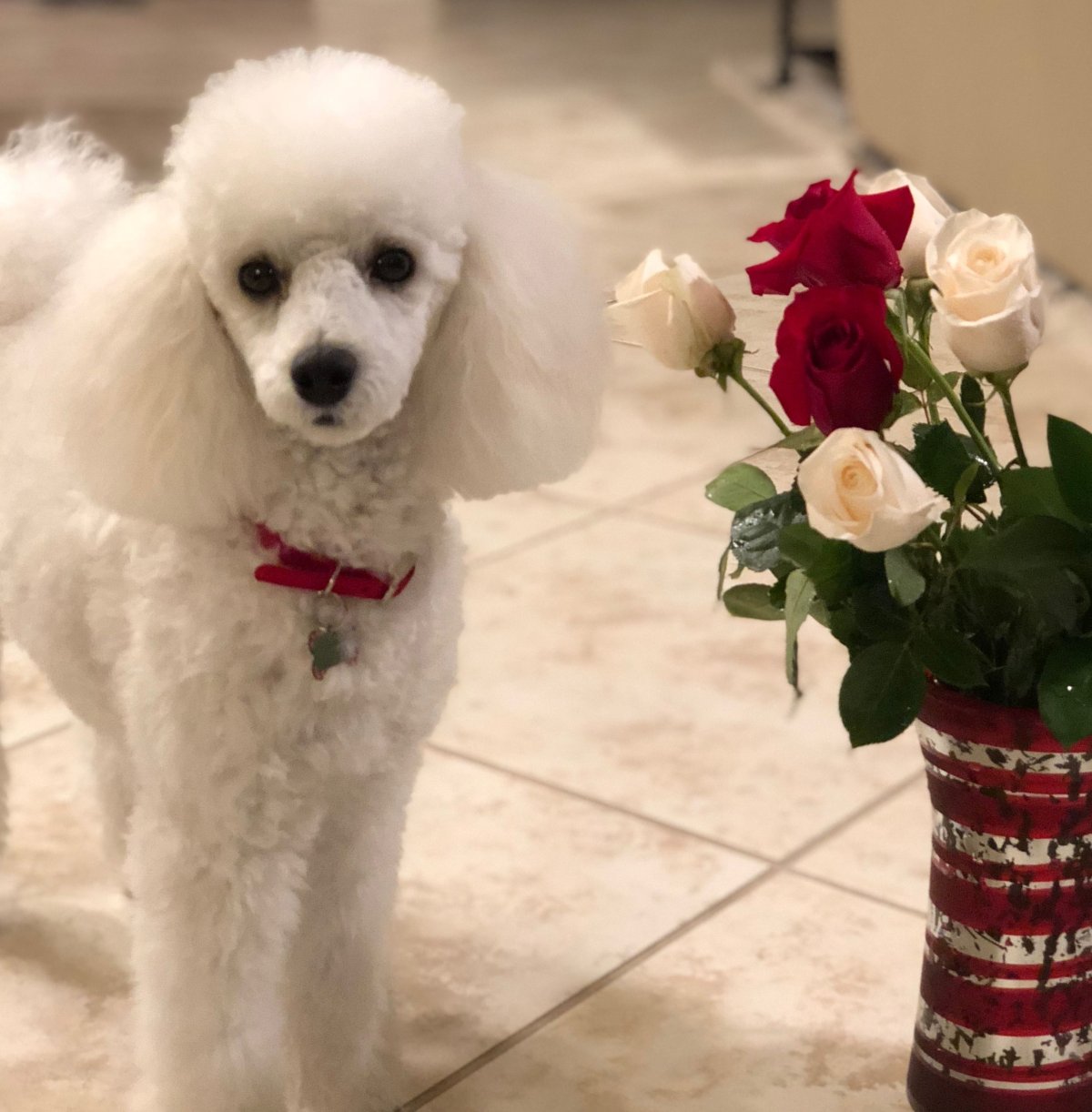 Карликовый Королевский пудель