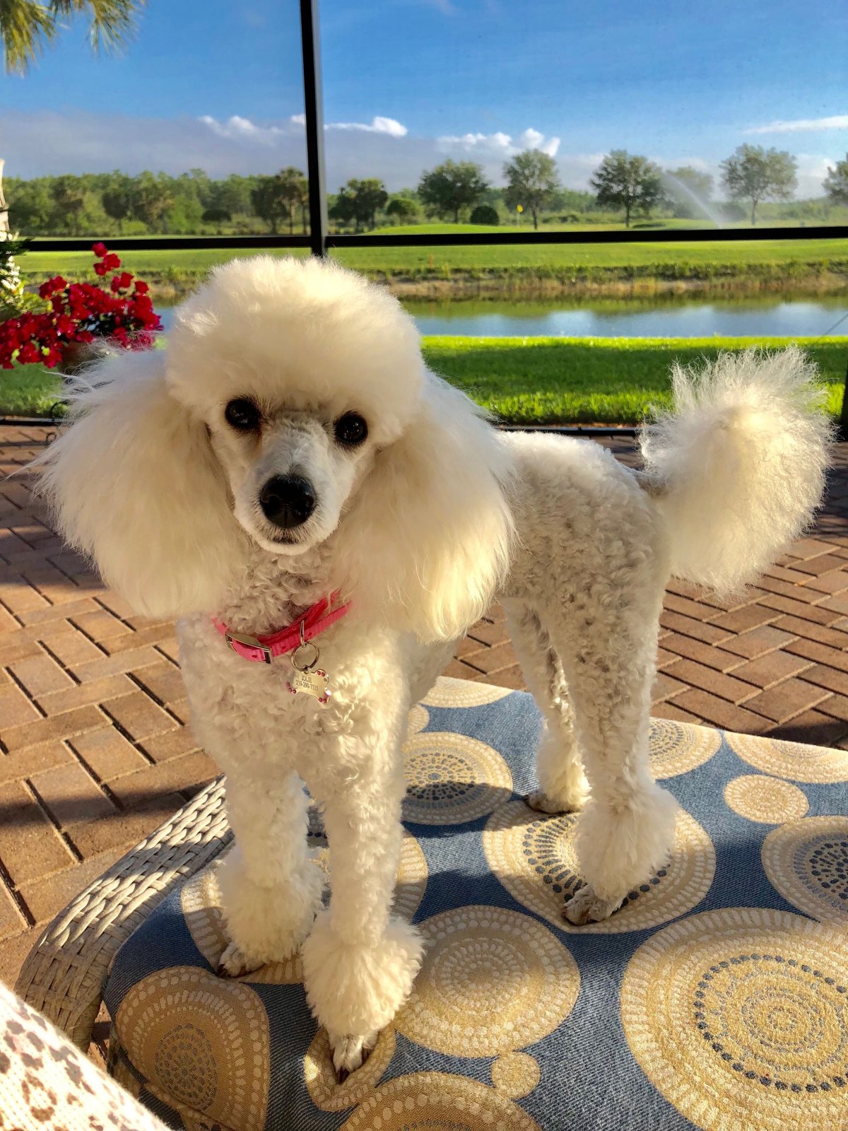 Карликовый пудель мальтипу