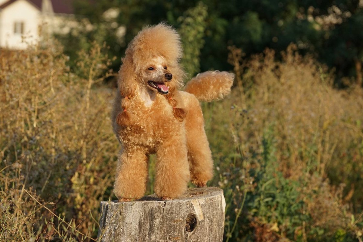 Тедди пудель мальтипу