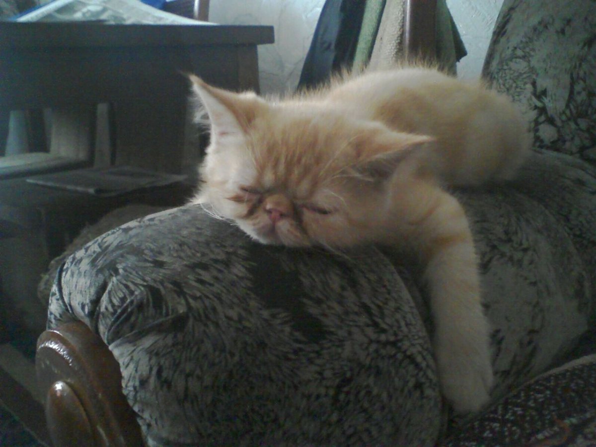 Приколы про сон