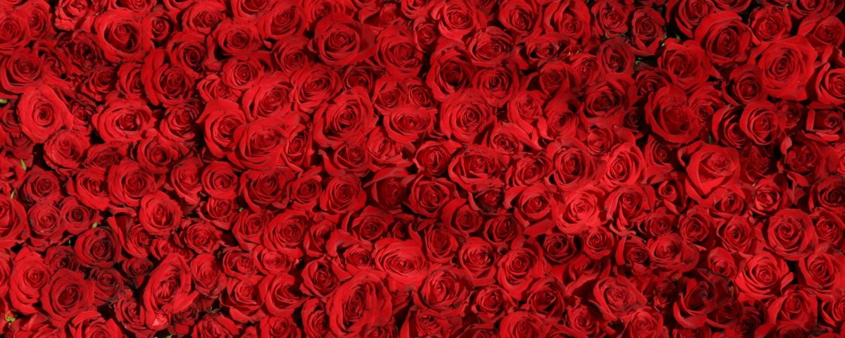 Миллион алых роз